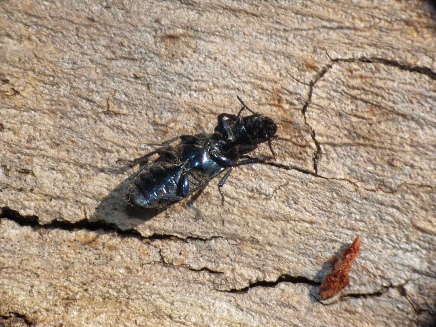 Temnochila caerulea